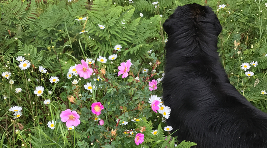 Joy is the Gift of Love