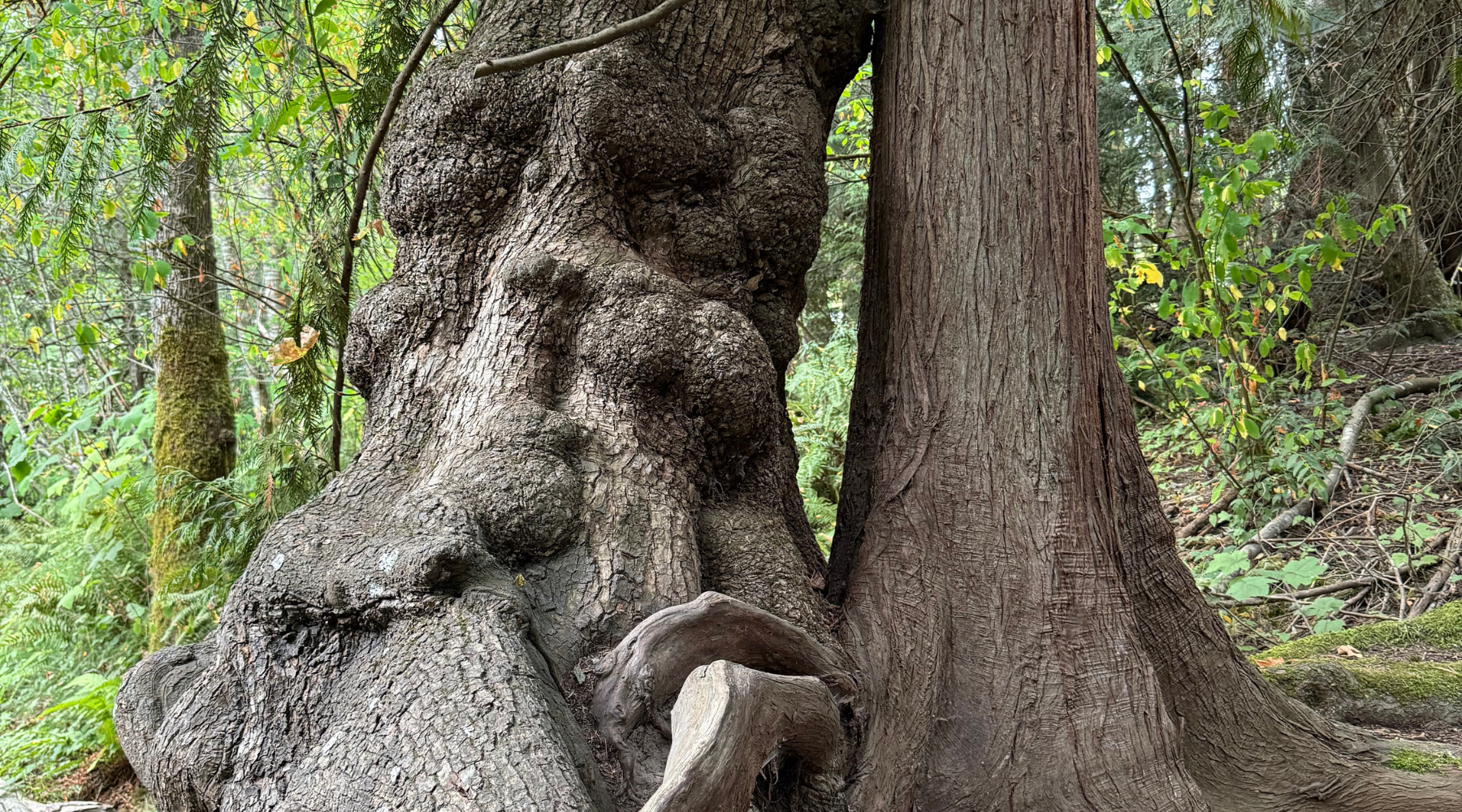 Why I Read To Trees