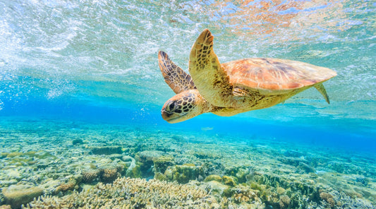 Gratitude for Gifts from the Sea