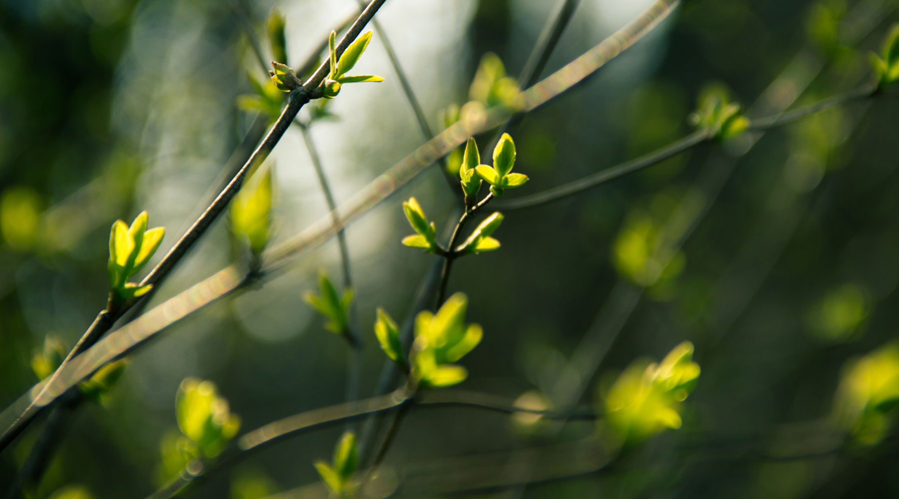 The Energy of Spring