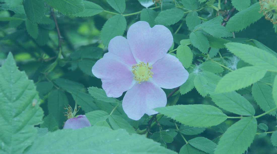 12 Vibrant Summer Flower Essences