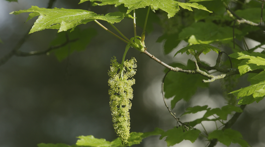 Tree Essences - Allies for Navigating Challenging Moments