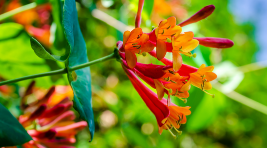 Igniting the Forces of Balance and Harmony