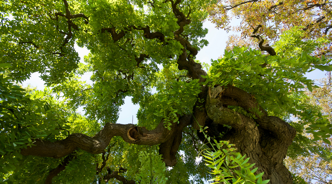 Purpose, Potential and Adaptability