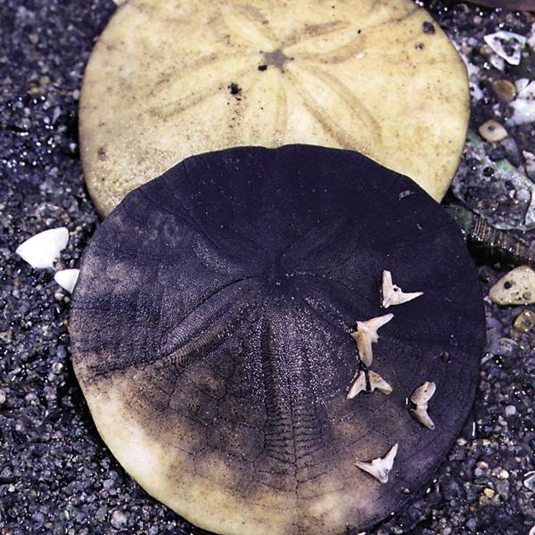 The First Sea Essence on the Planet and How Sea Essences Can ‘Rock’ Your World