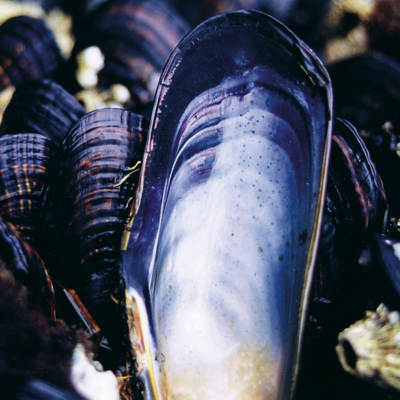 Sea Essences