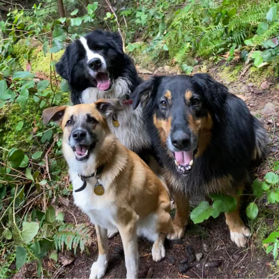 Essences for Animals