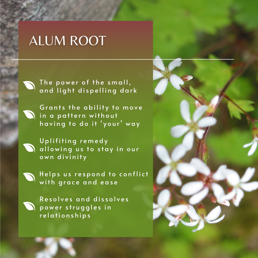 Alum Root Flower Essence