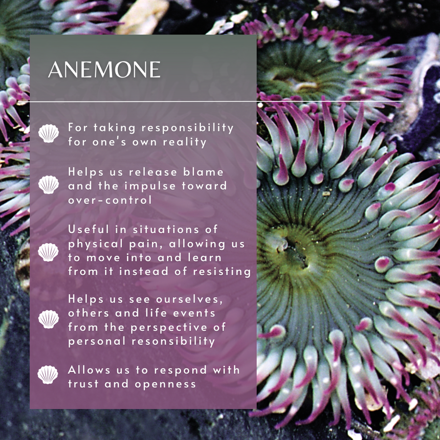Anemone Sea Essence