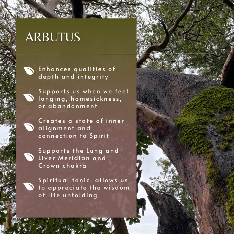Arbutus Flower and Tree Essence