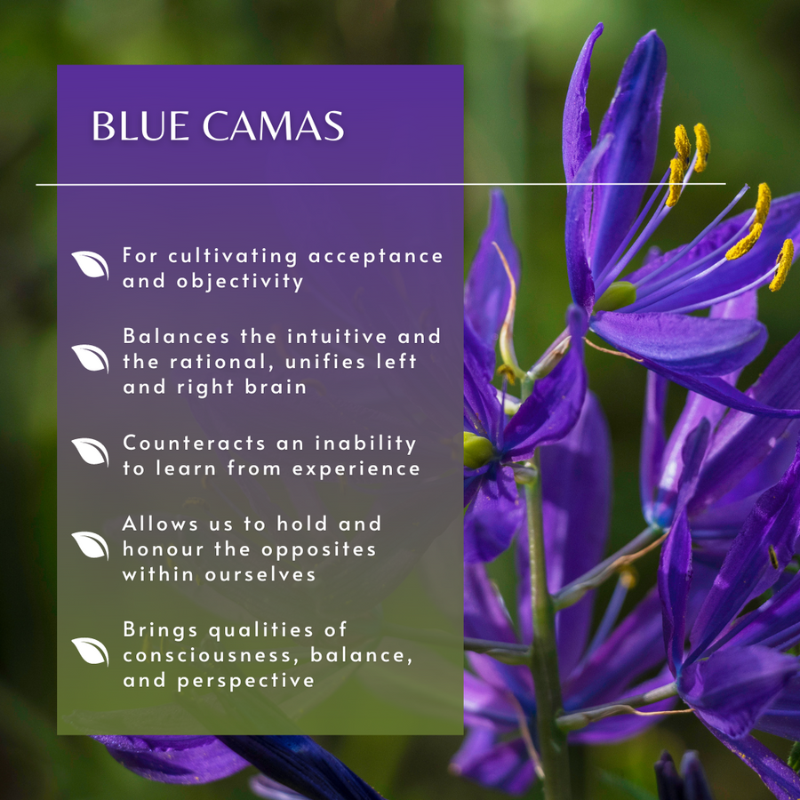 Blue Camas Flower Essence
