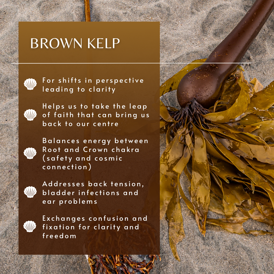 Brown Kelp Sea Essence
