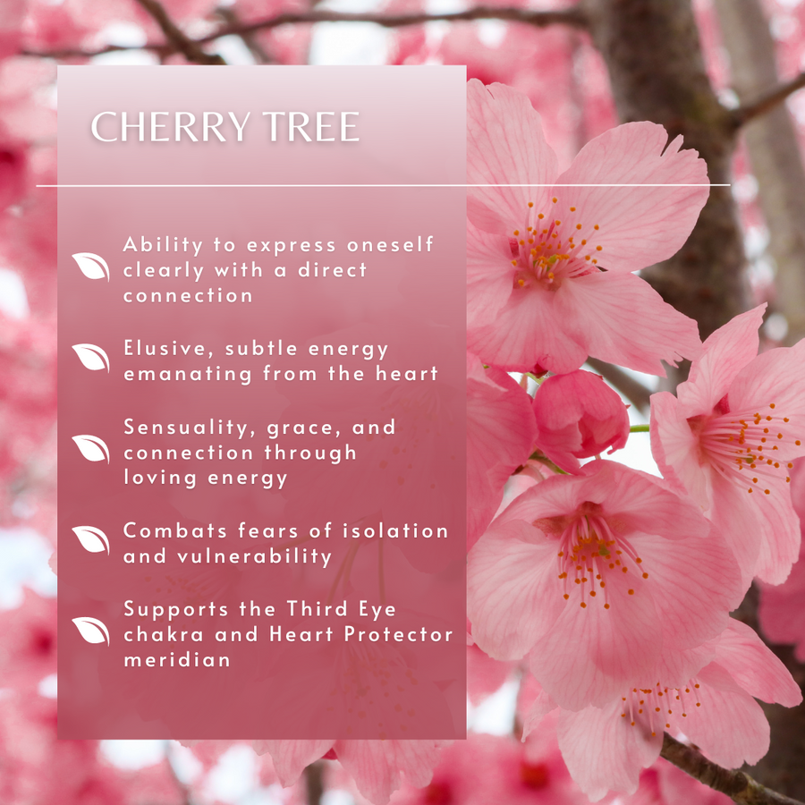 Cherry Tree Essence