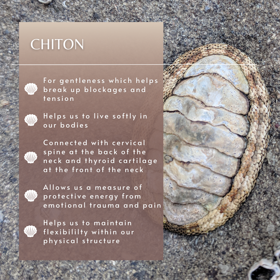 Chiton Sea Essence