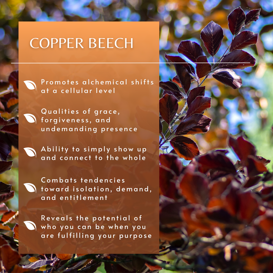 Copper Beech Tree Essence
