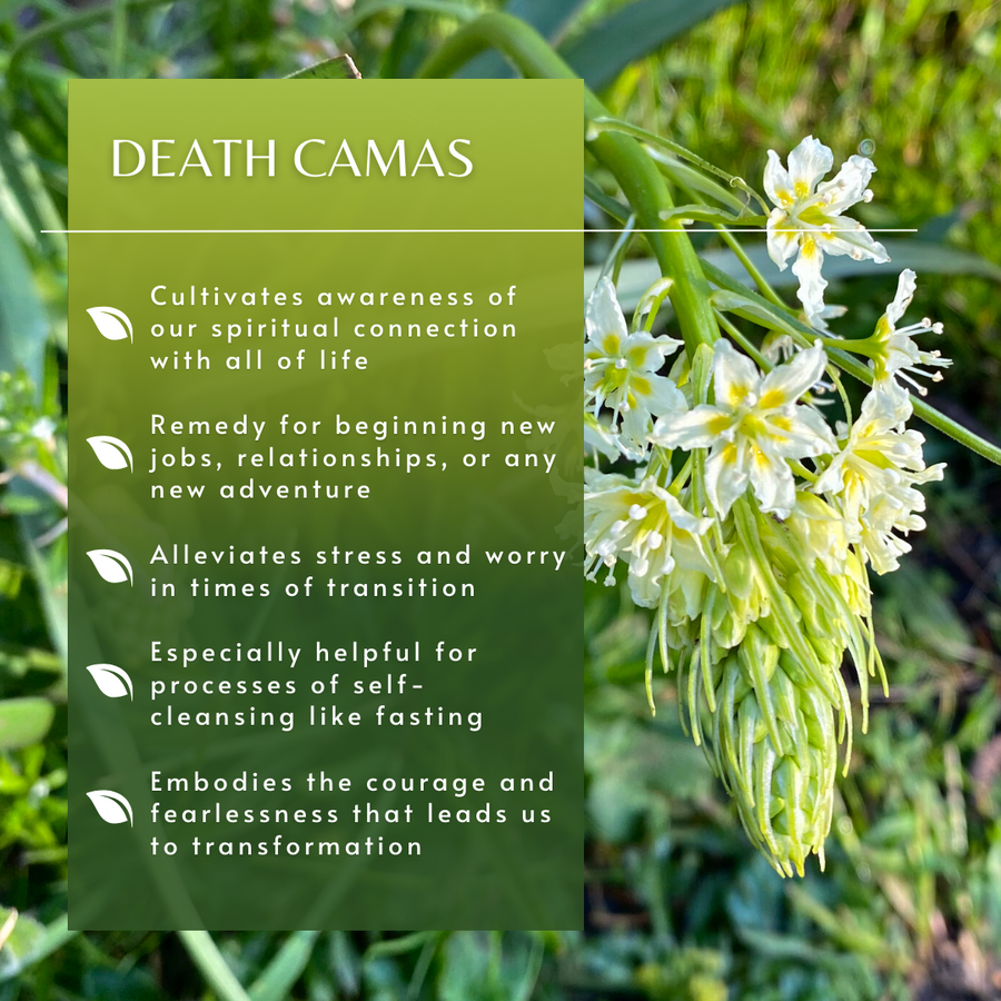 Death Camas Flower Essence