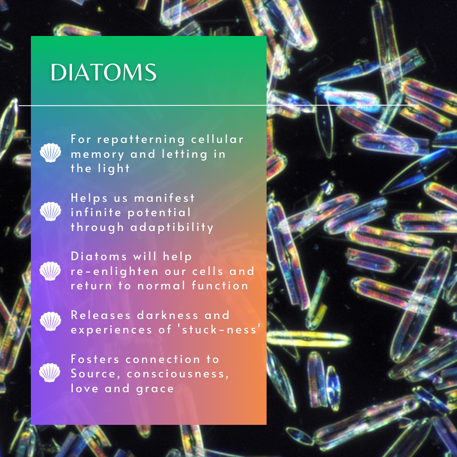 Diatoms Sea Essence