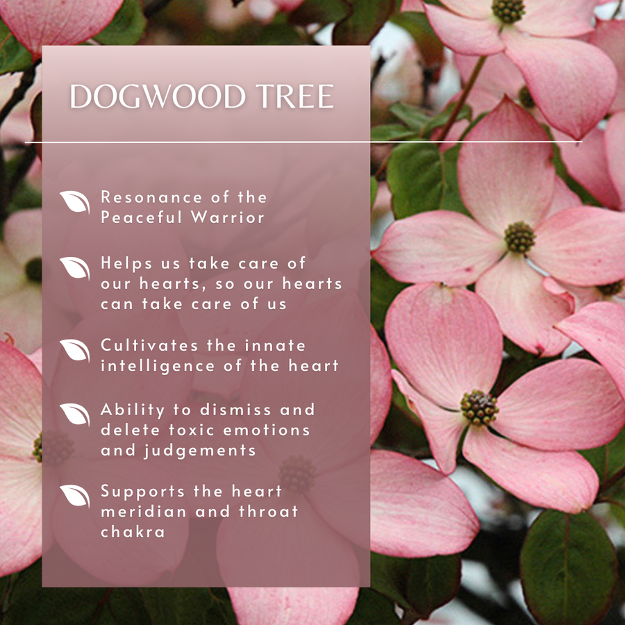 Dogwood Tree Essence