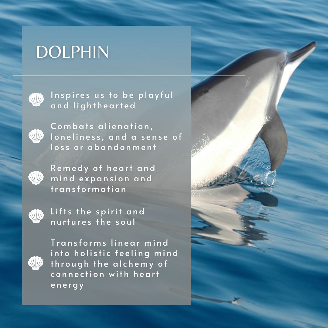Dolphin | Sea Essence