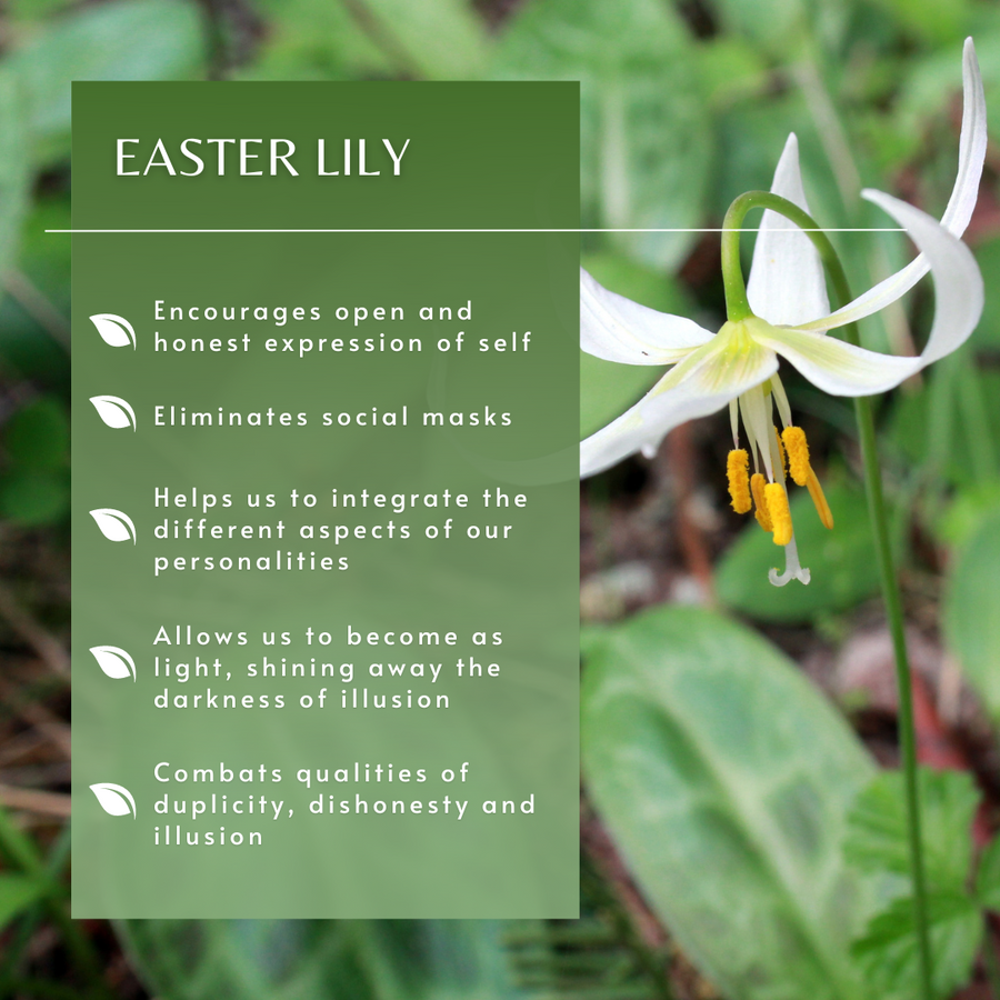 Easter Lily Flower Essence