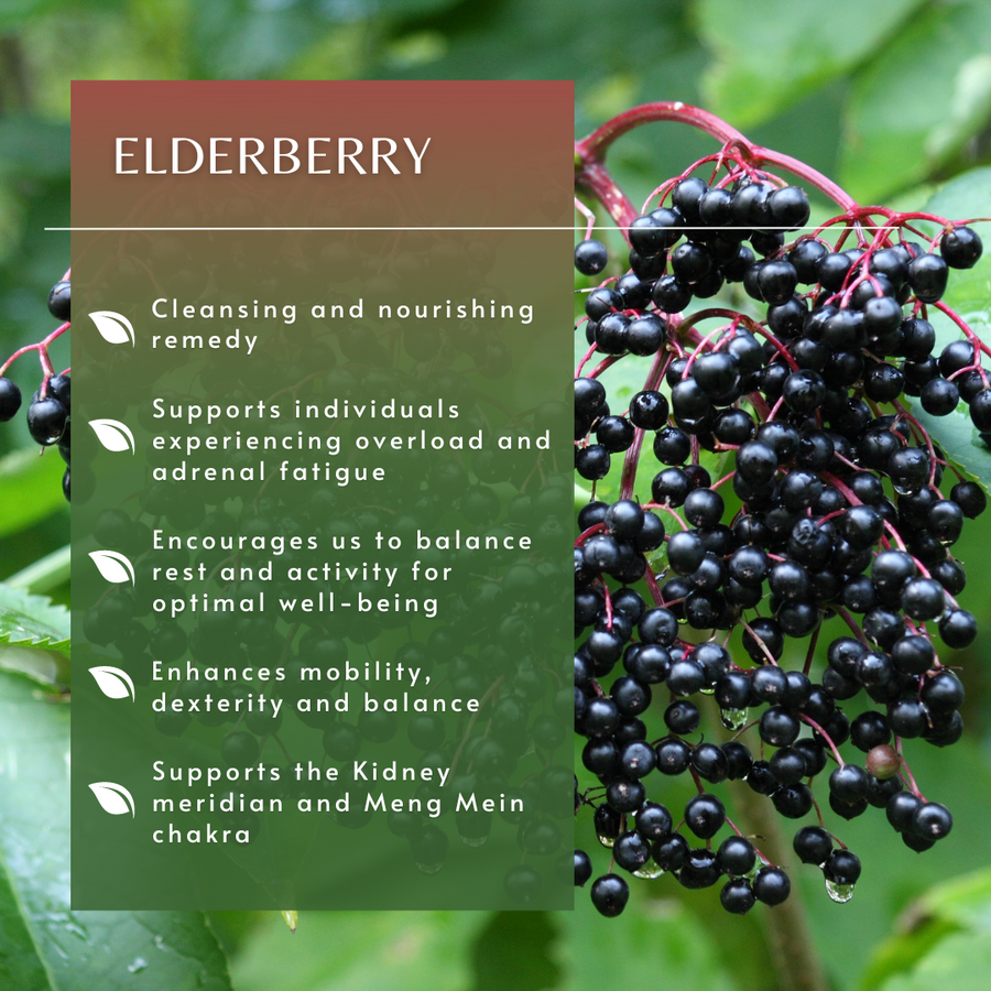 Elderberry Tree Essence