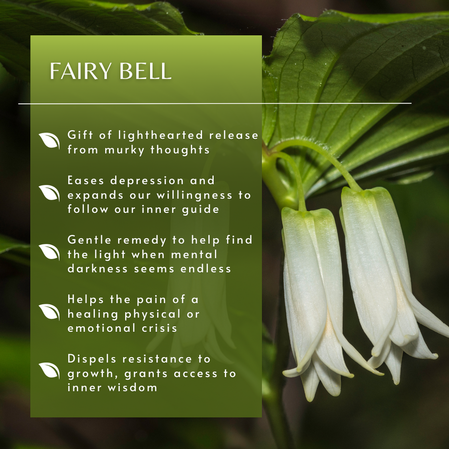 Fairy Bell Flower Essence