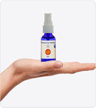 Fire Element | Animal Essence | Pacific Essences | 