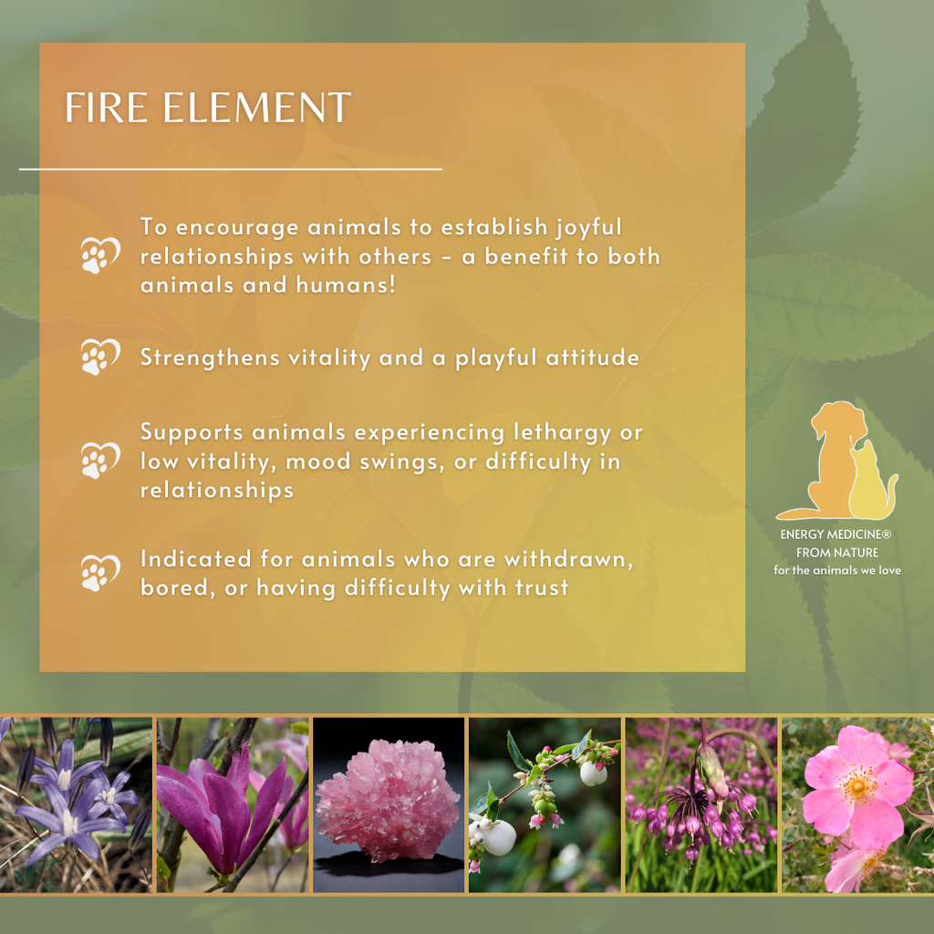 Fire Element | Animal Essence – Pacific Essences
