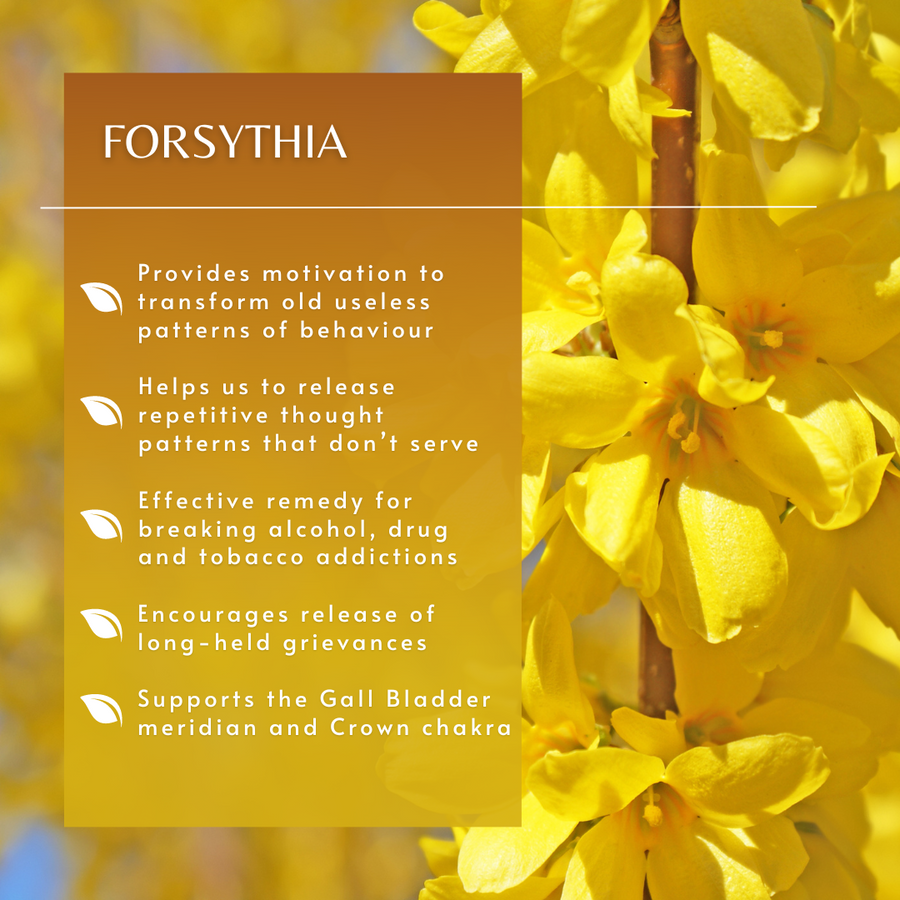 Forsythia Flower Essence