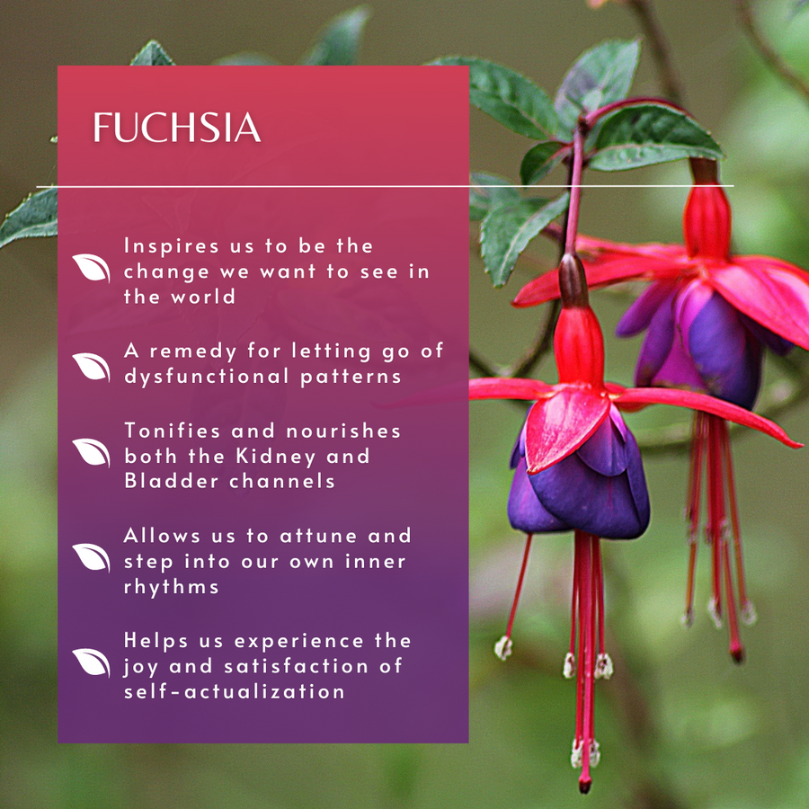 Fuchsia Flower Essence