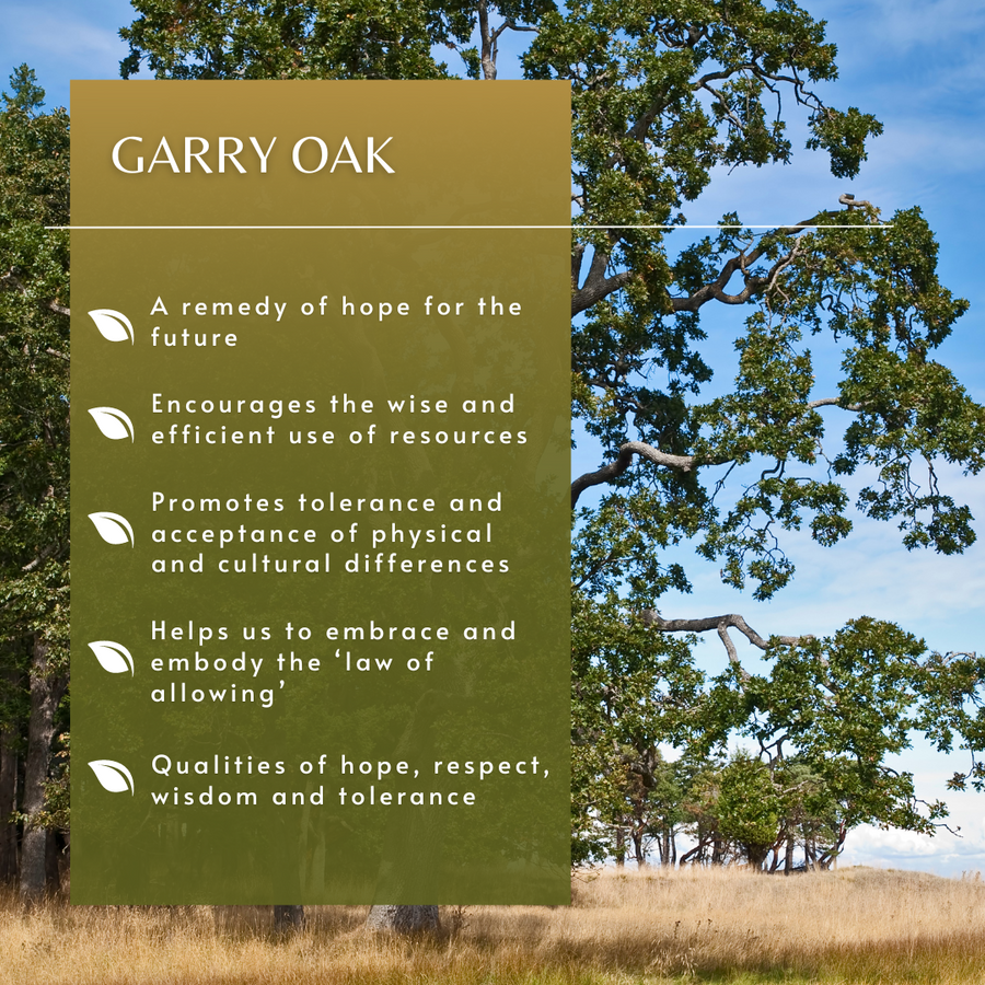 Garry Oak Tree Essence