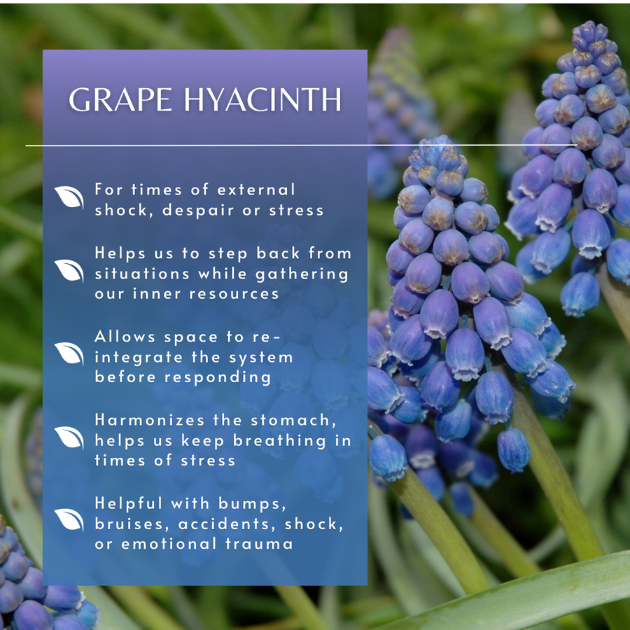 Grape Hyacinth Flower Essence