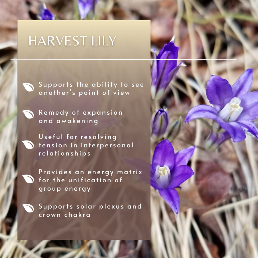 Harvest Lily Flower Essence