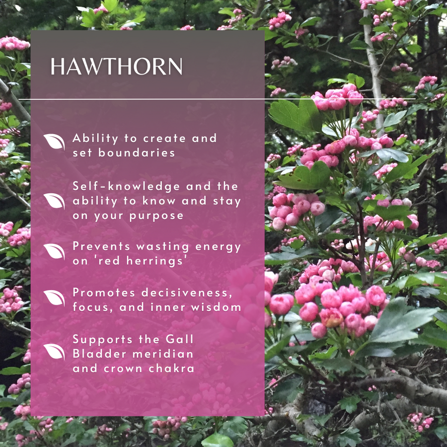 Hawthorn Tree Essence