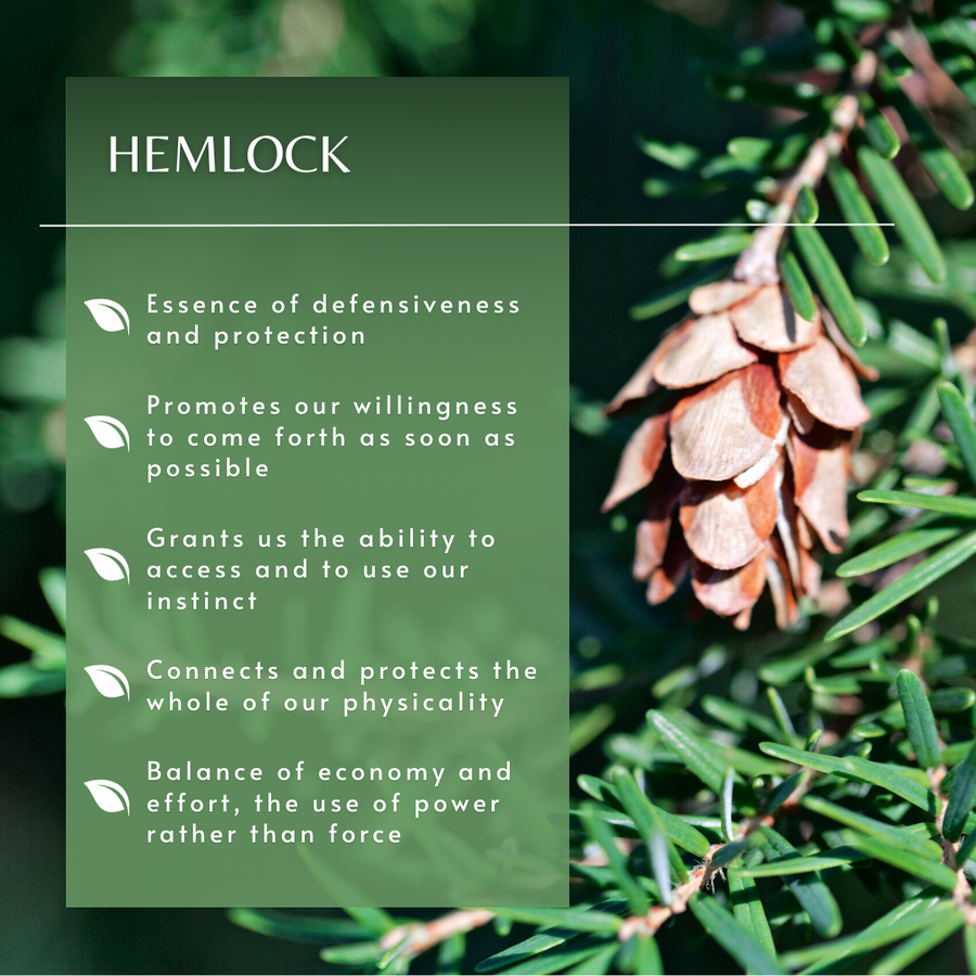 Hemlock Tree Essence