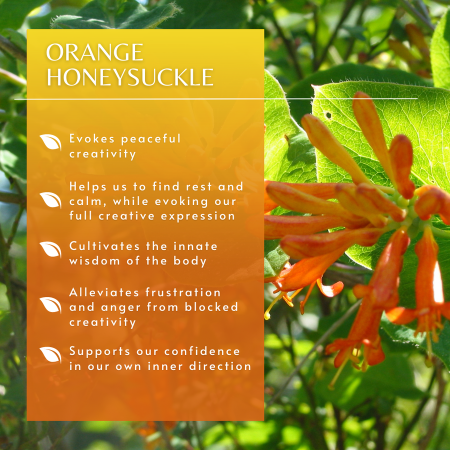 Orange Honeysuckle Flower Essence