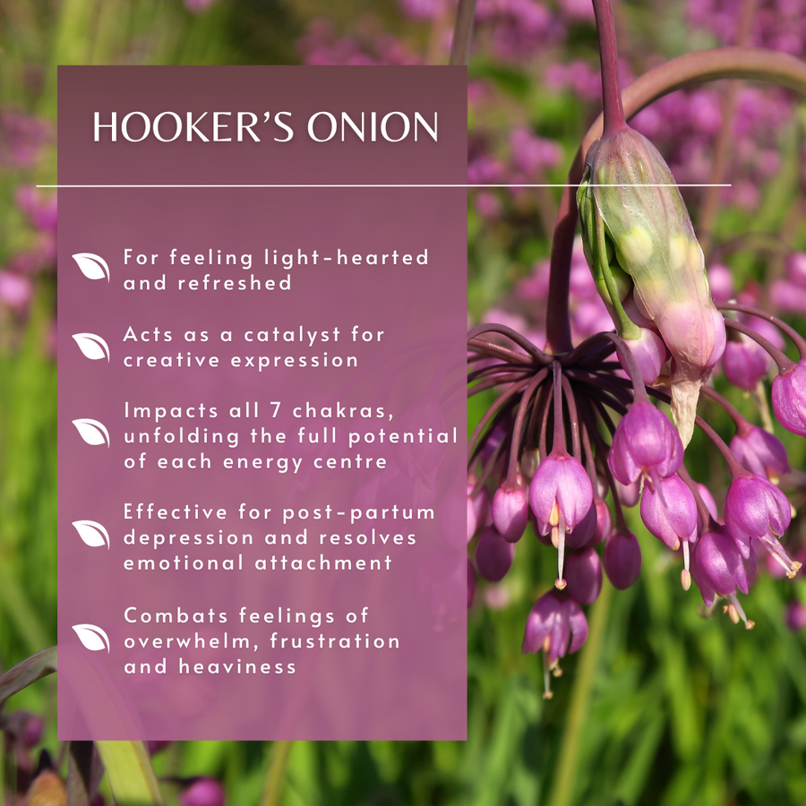 Hooker's Onion Flower Essence
