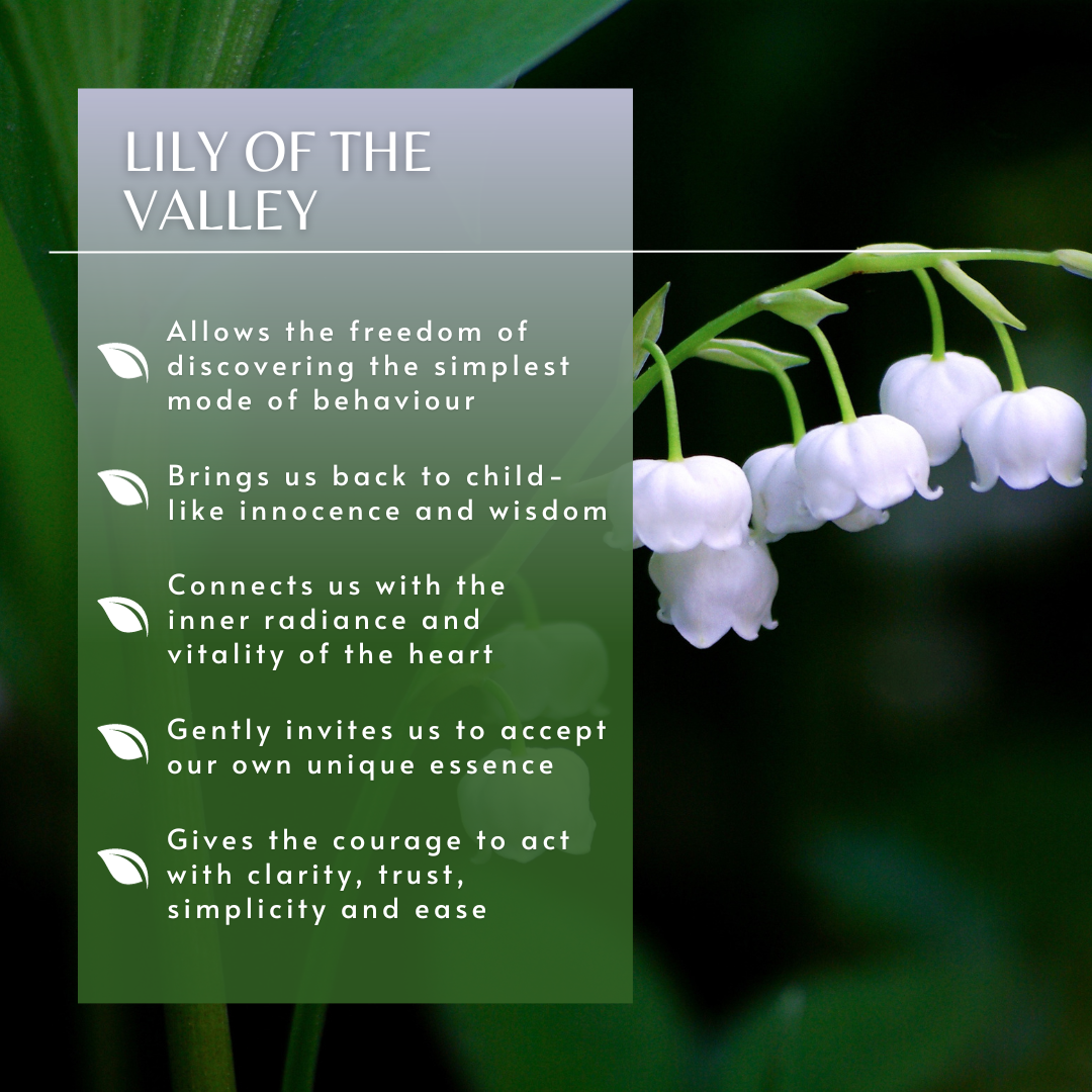 Lily of the Valley | Flower Essence