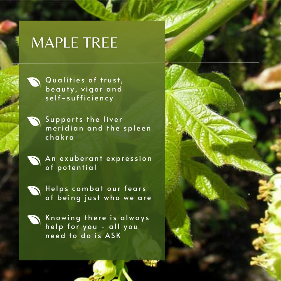 Maple Tree Essence