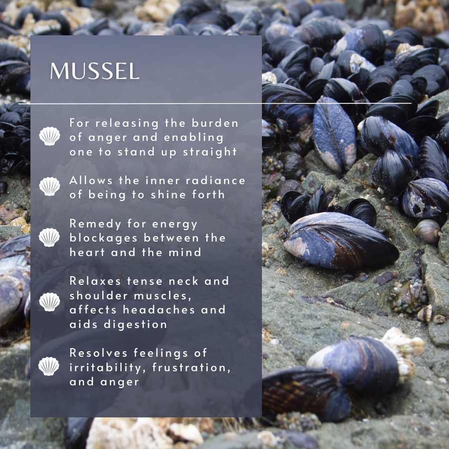 Mussel Sea Essence