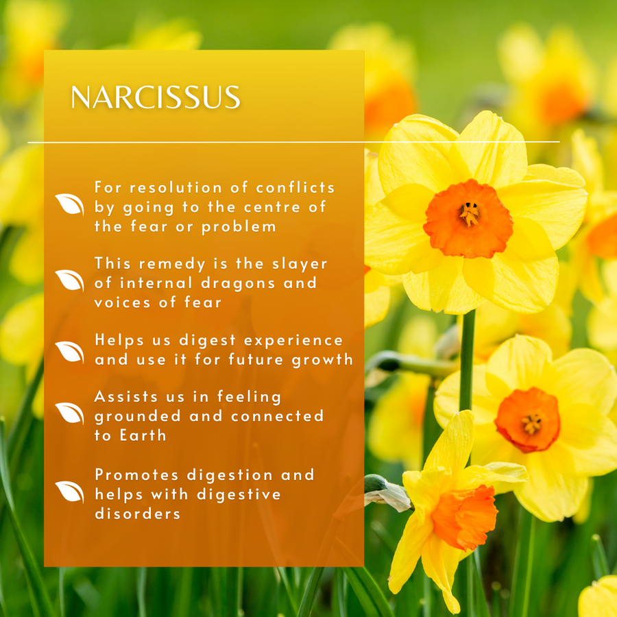 Narcissus Flower Essence
