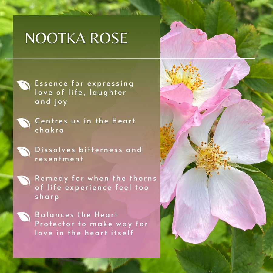 Nootka Rose Flower Essence
