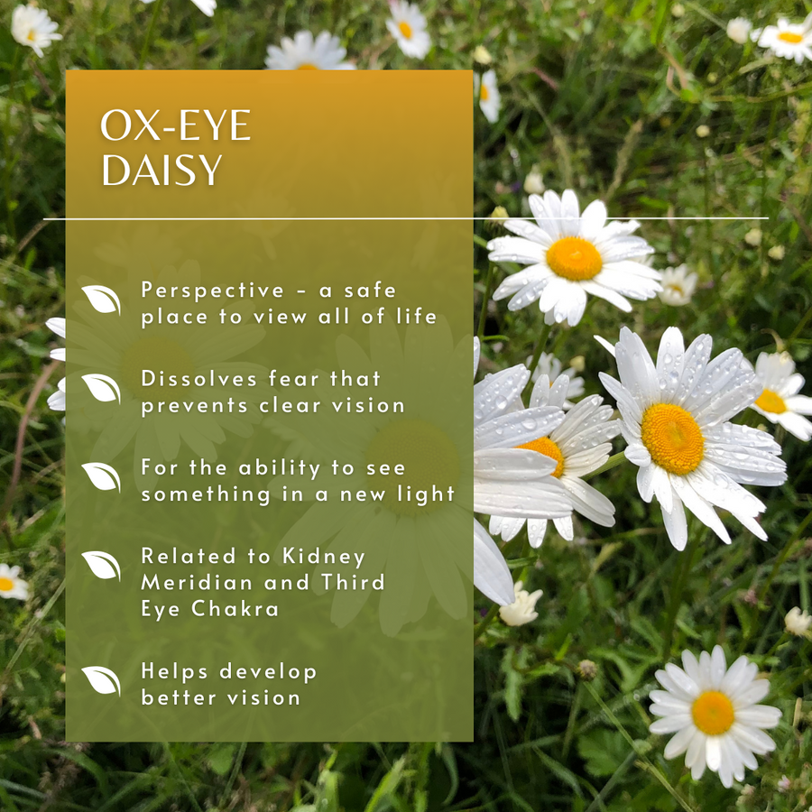 Ox-Eye Daisy Flower Essence
