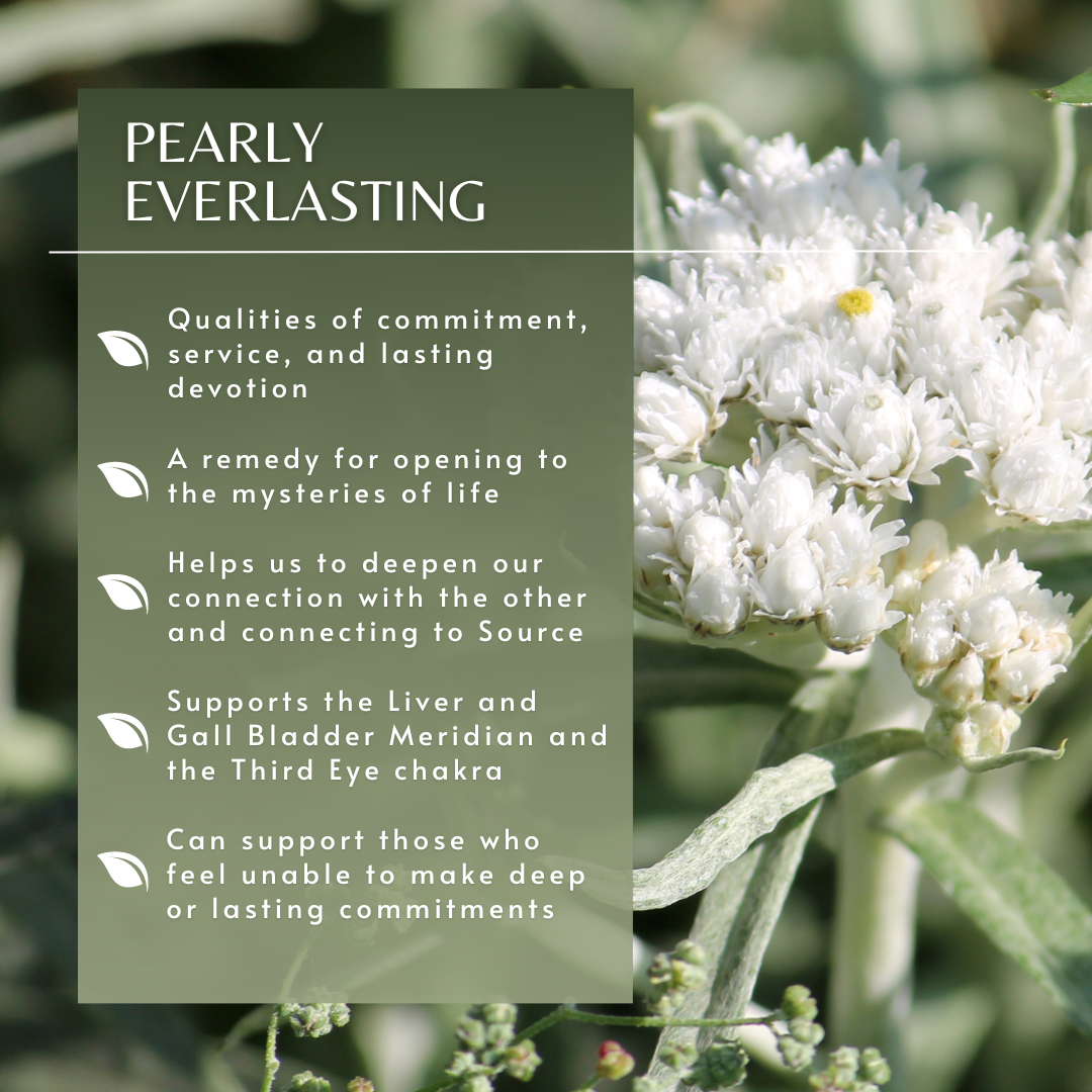 Pearly Everlasting | Flower Essence
