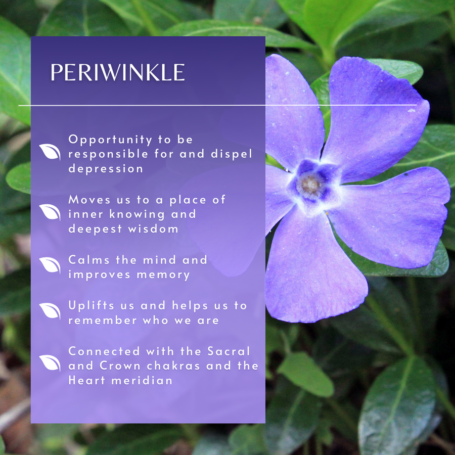 Periwinkle Flower Essence