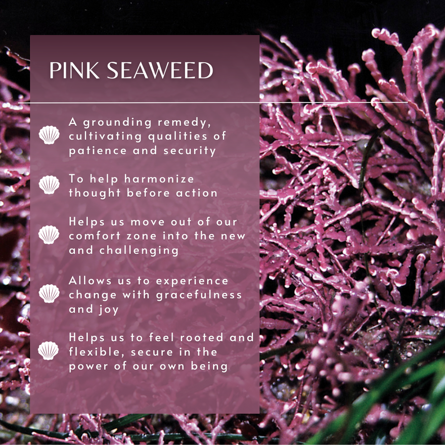 Pink Seaweed Sea Essence