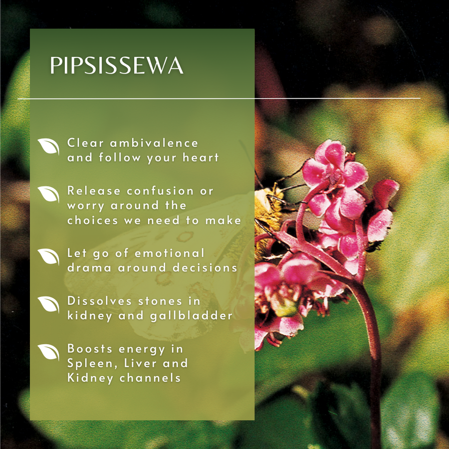 Pipsissewa Flower Essence