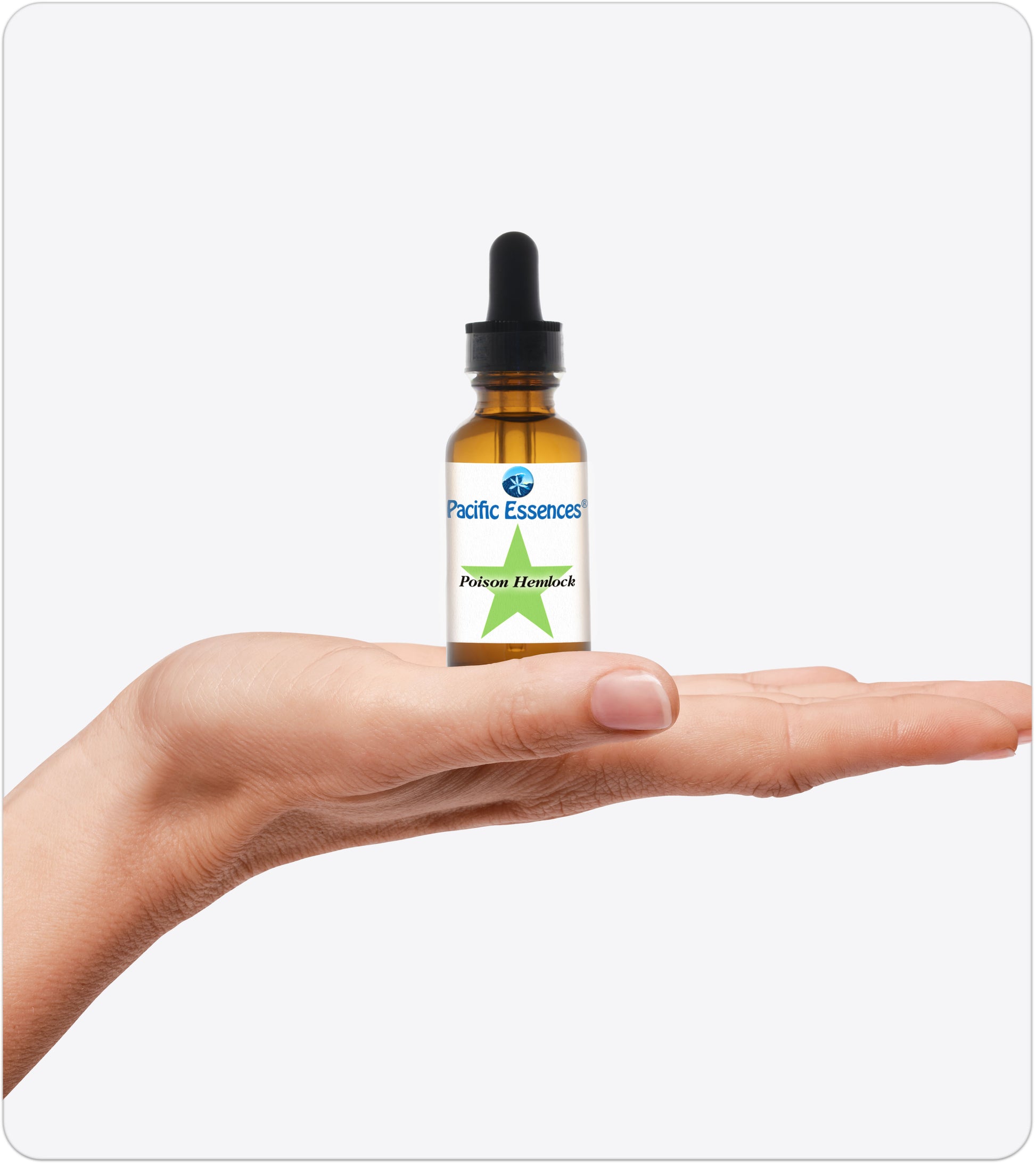 Poison Hemlock | Flower Essence | Pacific Essences | Move through Change with Ease