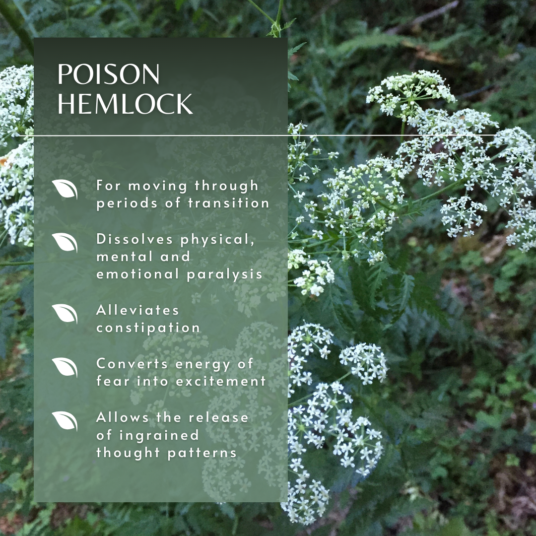 Poison Hemlock | Flower Essence