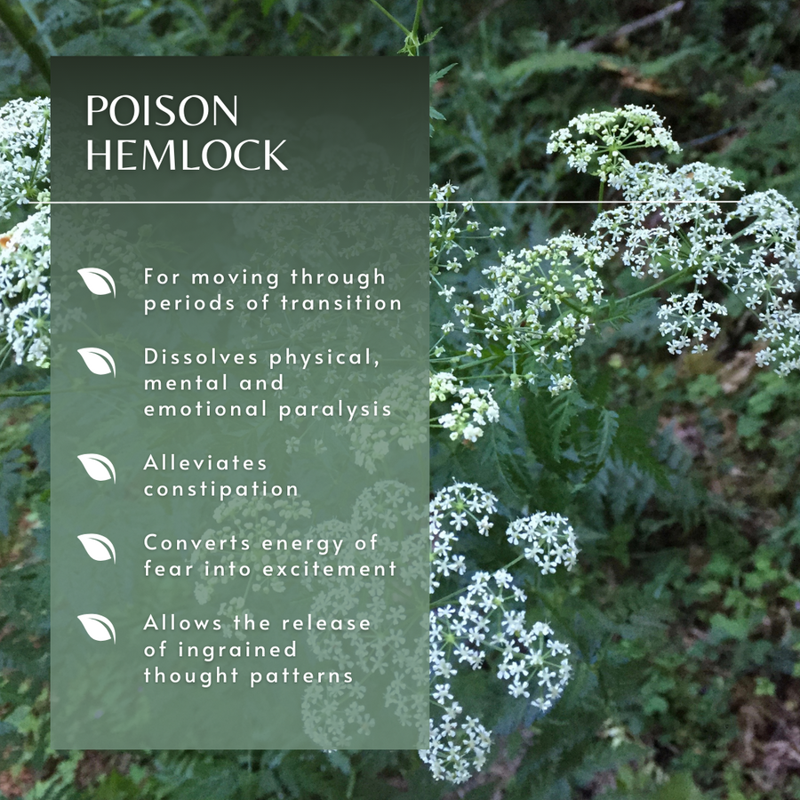 Poison Hemlock Flower Essence